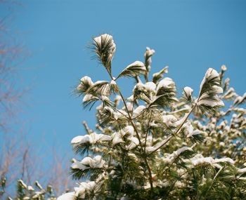 Trees against blue sky