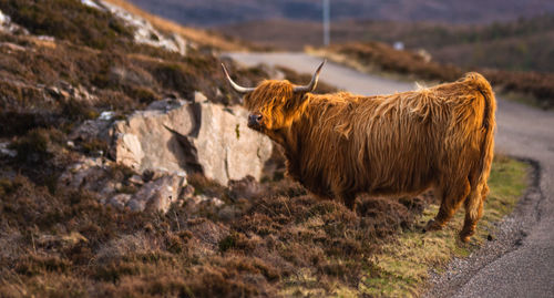 Sheep grazing on field
