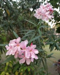 Close-up of pink flowers blooming outdoors