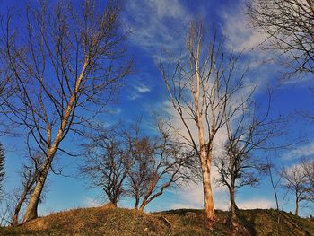 Low angle view of bare trees against sky