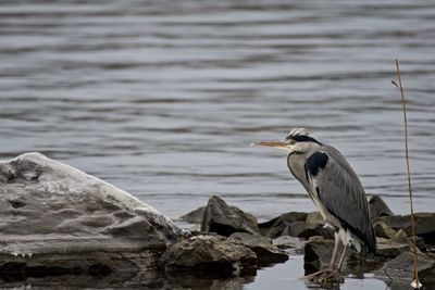 High angle view of gray heron perching on rock by lake