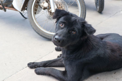 Portrait of black dog looking away