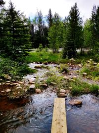 Plants growing by river in forest