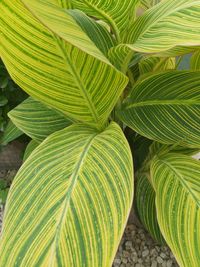 Close-up of green leaves