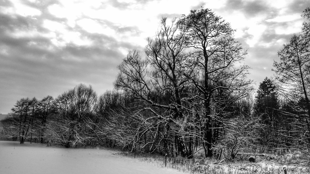 tree, plant, sky, cloud - sky, tranquility, beauty in nature, no people, land, nature, tranquil scene, day, bare tree, scenics - nature, non-urban scene, winter, field, snow, growth, outdoors