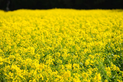 Scenic view of oilseed rape field