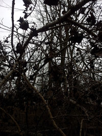 Low angle view of fruits on tree