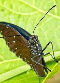 Close-up of butterfly on leaf