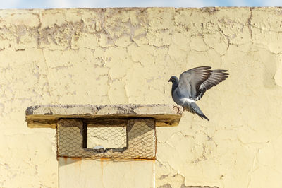 Close-up of pigeon flying against wall