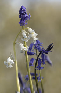 Close-up of purple flowering plant