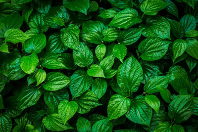 Green leaf background, betel leaf heart shape