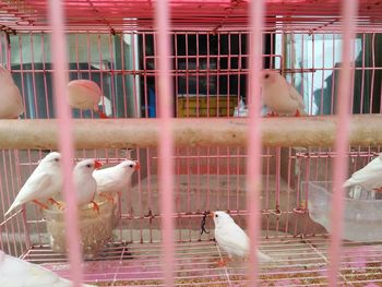 Birds in cage