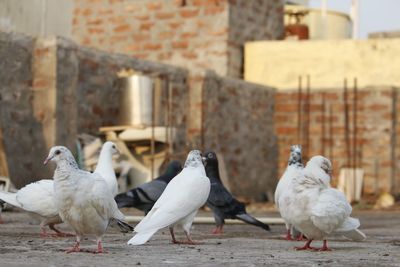 Close-up of pigeons on retaining wall