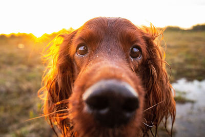 Close-up portrait of a dog on field