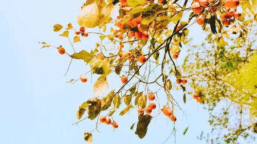 Low angle view of tree against sky