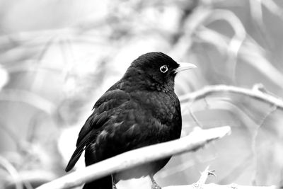 Close-up of bird perching