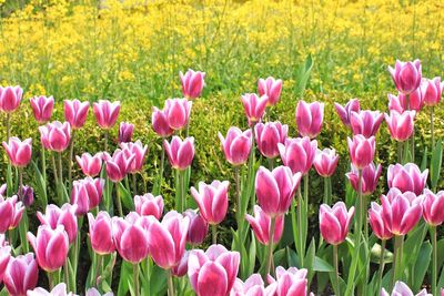 Close-up of tulips blooming in field