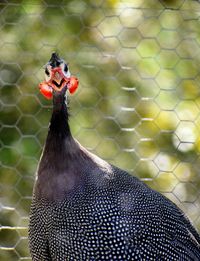 Close-up of guinea fowl