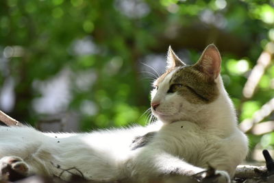 Close-up of a cat