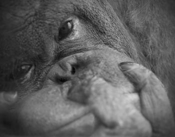 Close-up of orangutan