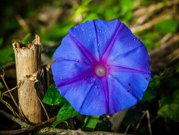 Close-up of blue flower