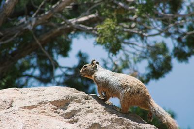 Low angle view of an animal on rock