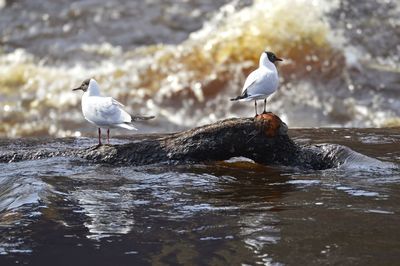 Seagulls perching on rock