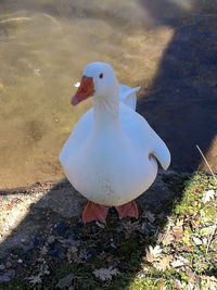 High angle view of seagull on beach
