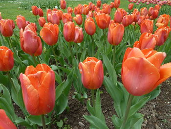 Close-up of flowers blooming outdoors