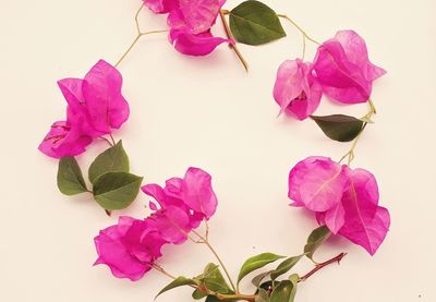 Close-up of pink roses against white background