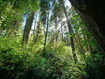 Trees in forest