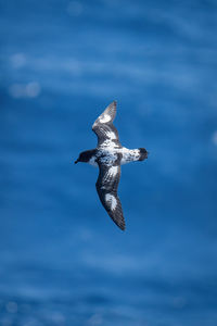 Cape petrel