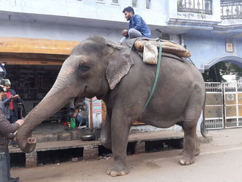 Full length of man on elephant