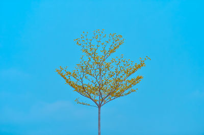 Low angle view of flowering plant against blue sky