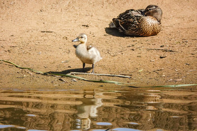 Ducks in a lake