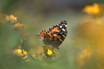 Close-up of butterfly pollinating on flower