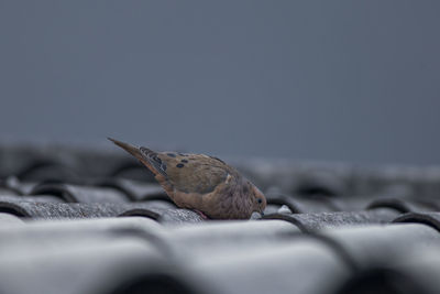 Close-up of a bird on beach