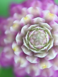 Close-up of pink flower