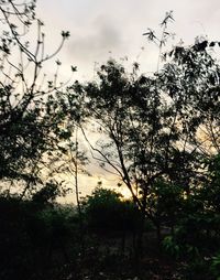 Low angle view of trees against sky