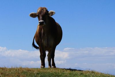 Horse standing on field against sky