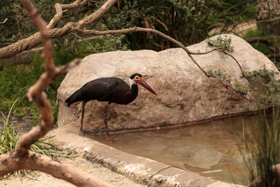 Bird perching on tree