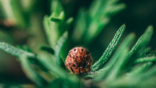 Close-up of insect on leaf