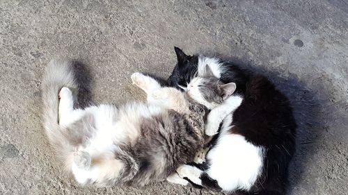 High angle view of cat sleeping