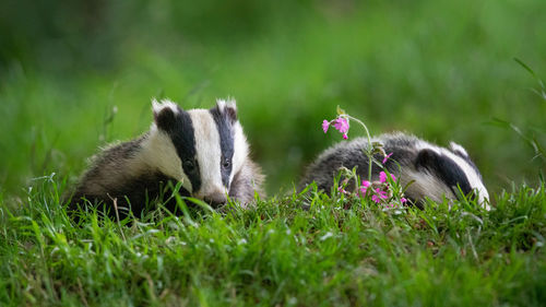Close-up of badgers on grass