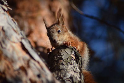 Close-up of squirrel on tree trunk