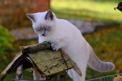 Kitten on a bird feeder