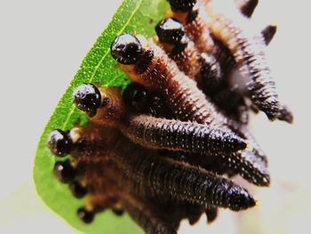 Close-up of food over white background