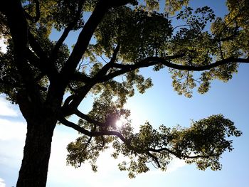 Low angle view of trees