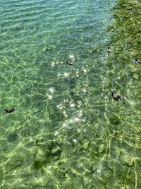 High angle view of swimming in sea