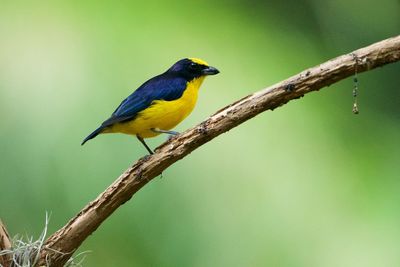 Close-up of bird perching on branch